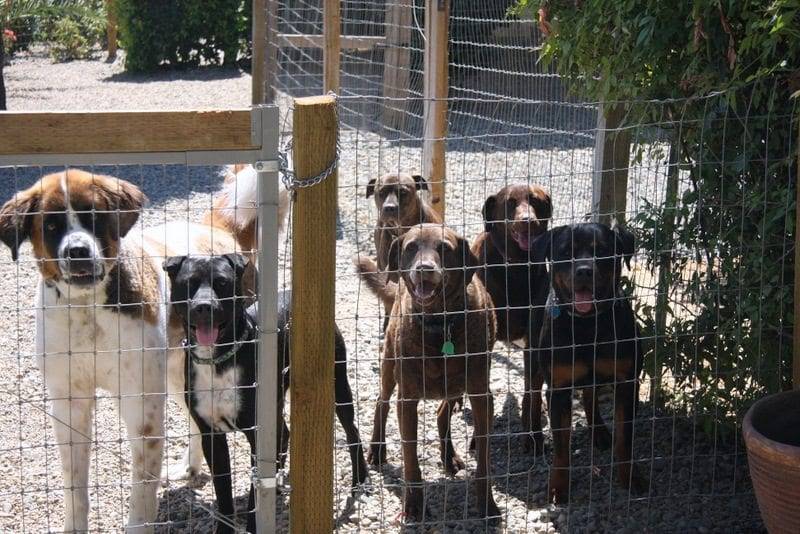 training dogs in sacramento