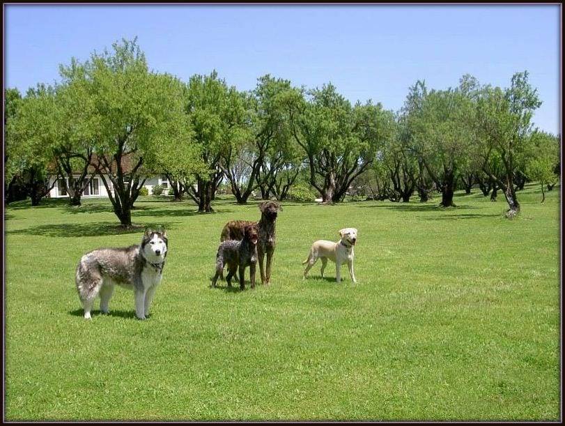 Four dogs on Stay.