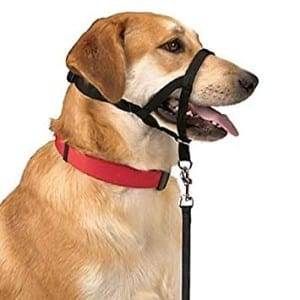 can service dogs wear prong collars