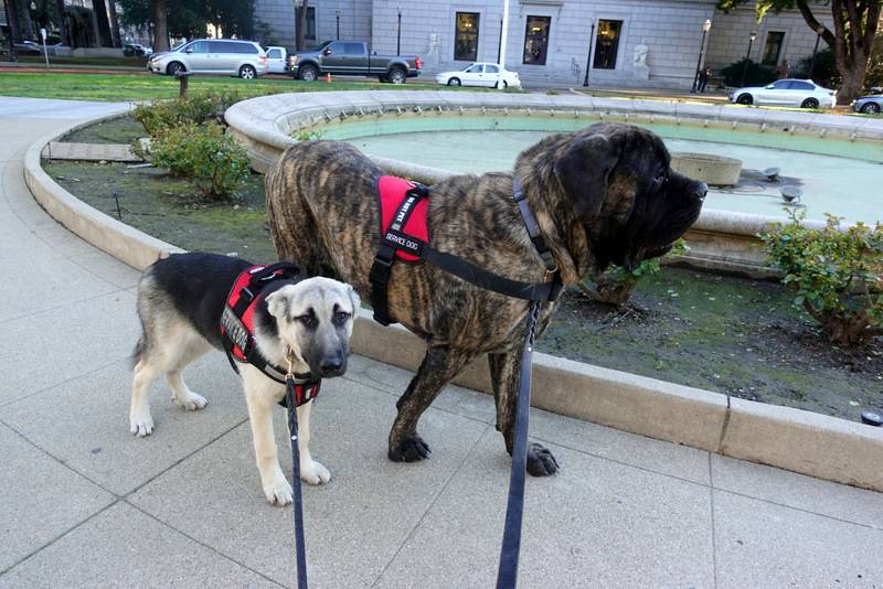 how to train a service dog