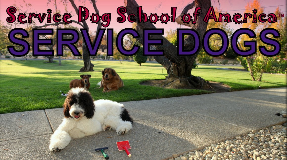 Service Dog School of America