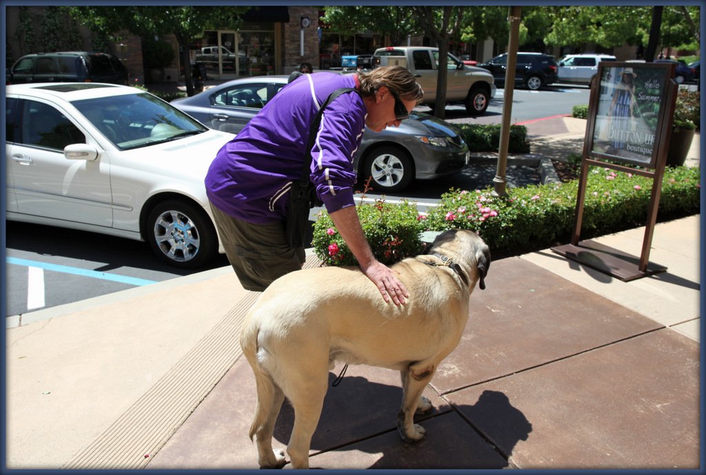 PTSD Service Dogs in Sacramento