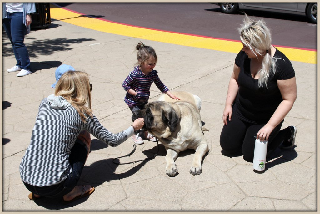 emotional support dog price