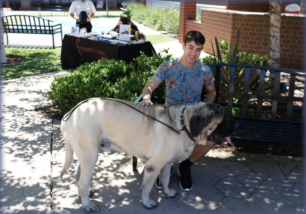 Psychiatric Emotional Support Animal