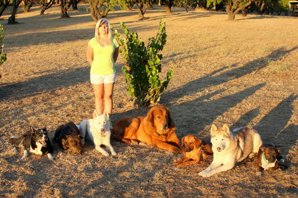 are service dogs in training covered in california