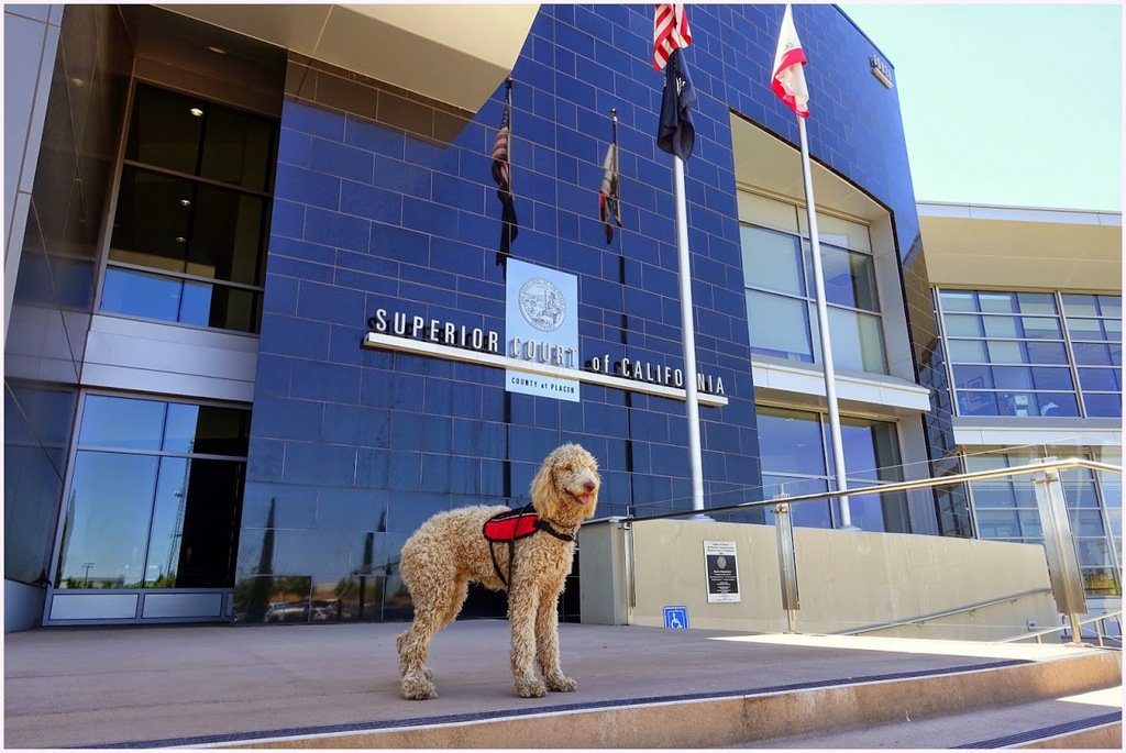 SERVICE DOG TRAINING NEAR ME Service Dog School of America