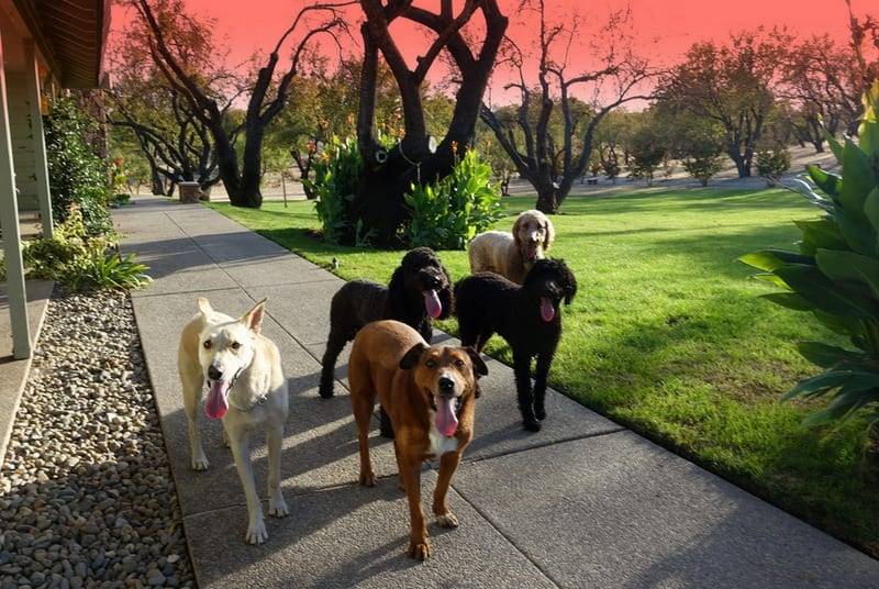 service dogs in Maryland