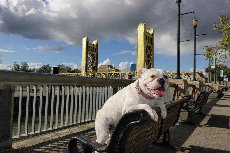 psychiatric service dogs California