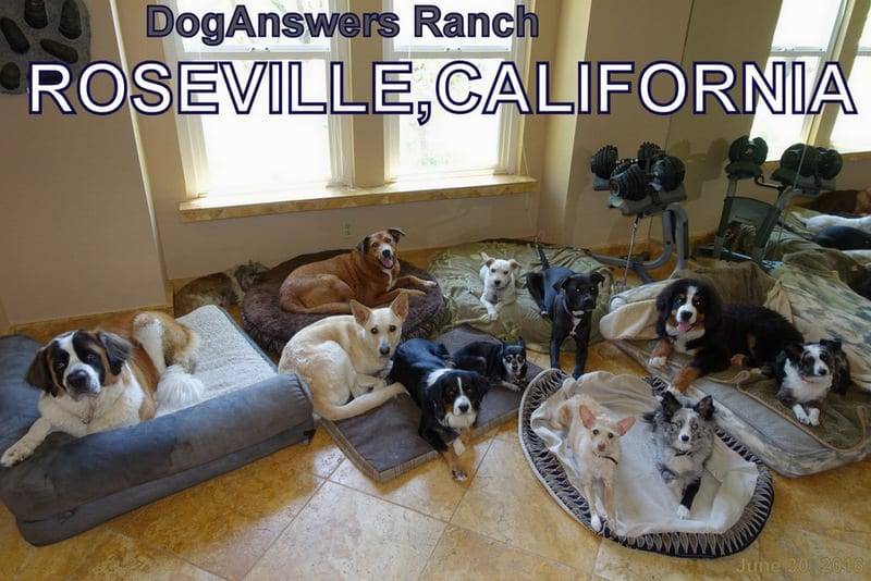 Sacramento Service Dog School