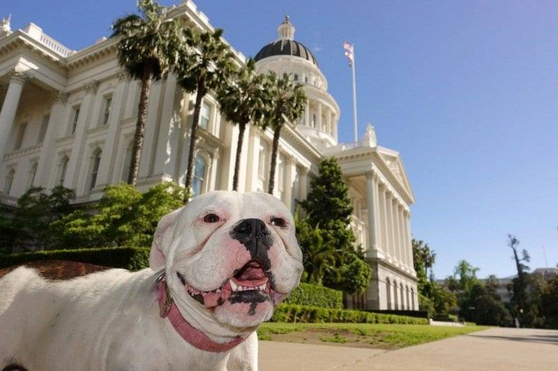 are service dogs in training covered in california