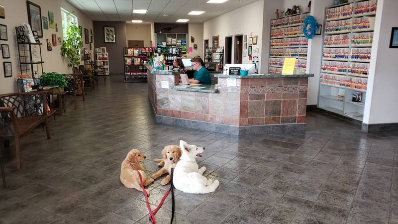 therapy dogs New Mexico