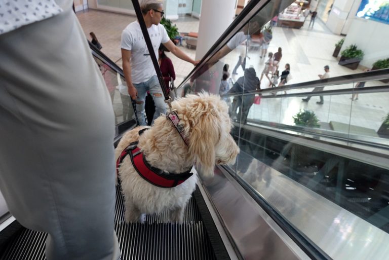 TRAINED DOGS FOR SALE Service Dog School of America