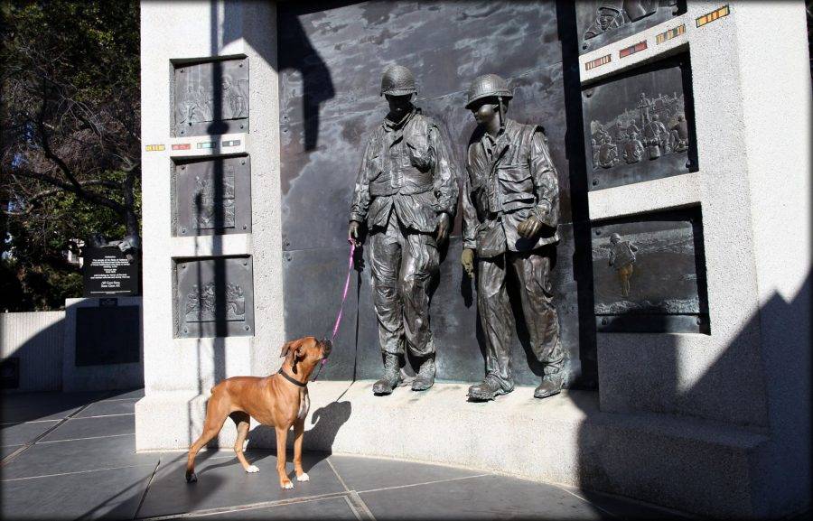 PTSD SERVICE DOGS FOR SALE Service Dog School of America