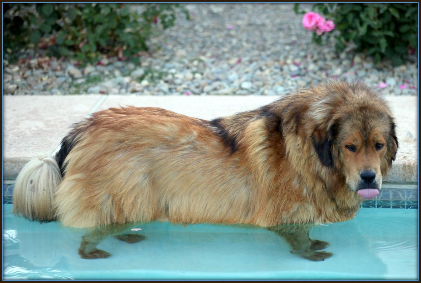 Tibetan Mastiff puppies for sale