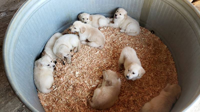 service dogs for sale near me