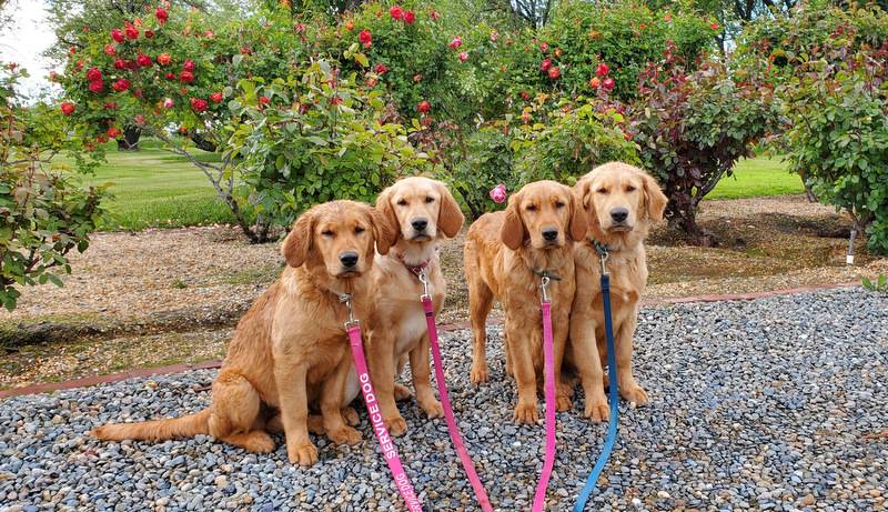 golden retriever service dog for sale