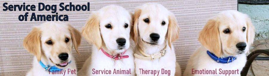 Guide To California Service Dog Laws Superdog Service Dogs