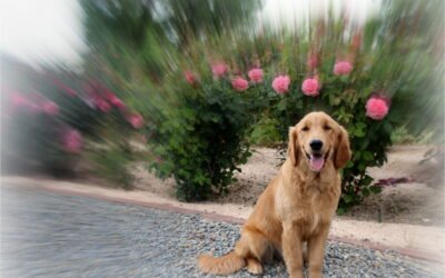 How a Professionally Trained Service Dog Can Transform Your Life