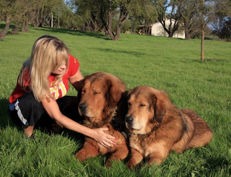 Woman petting two Tibetan Mastiffs in a field.