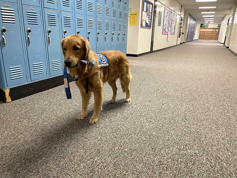 Service dog in school hallway near lockers.