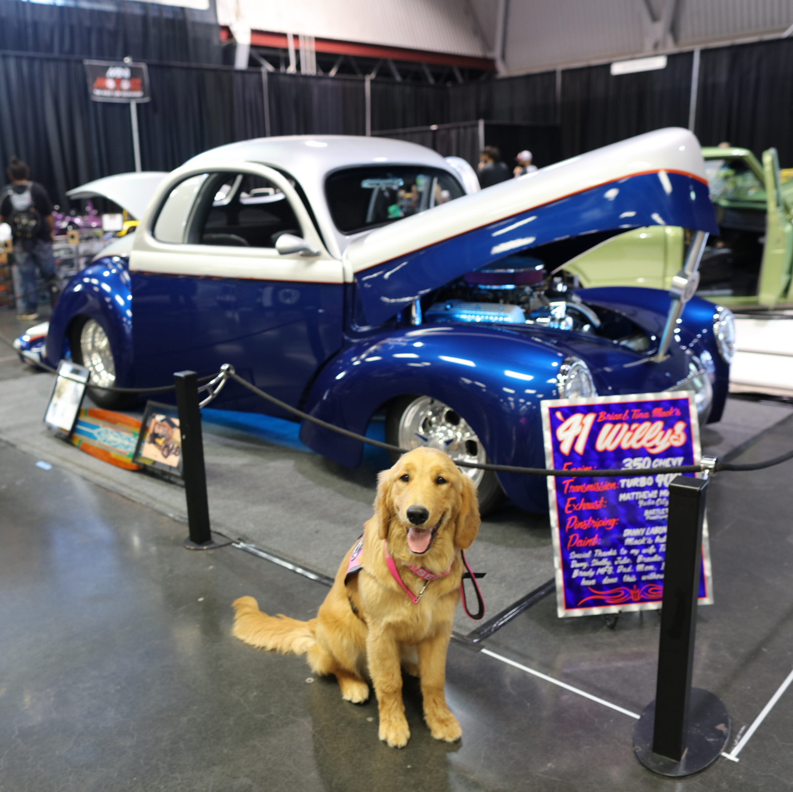 Golden retriever sitting by classic blue car at show.