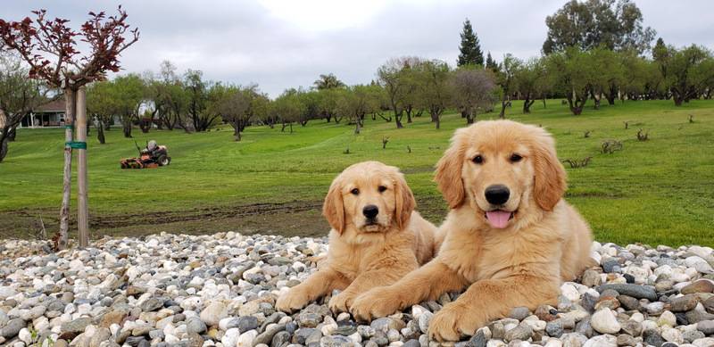 Two golden retriever puppies on rocky ground