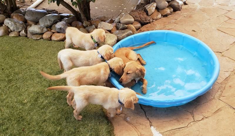 Golden retriever puppies around a blue kiddie pool.