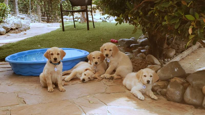 Golden Retriever puppies relaxing by a small pool.
