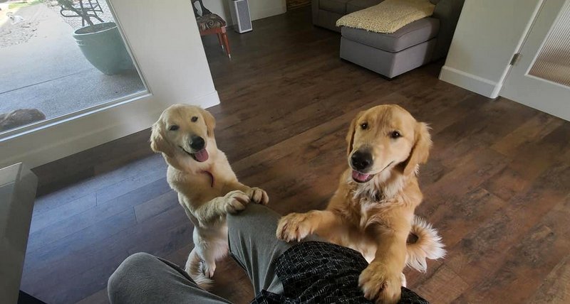 Two golden retrievers standing on person's legs indoors.