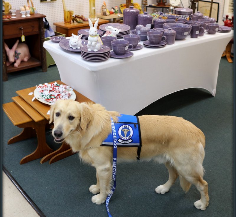 Service dog in shop with dinnerware display.