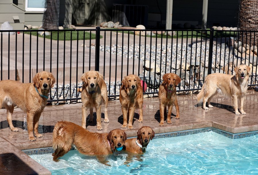Golden retrievers by the pool, some swimming.