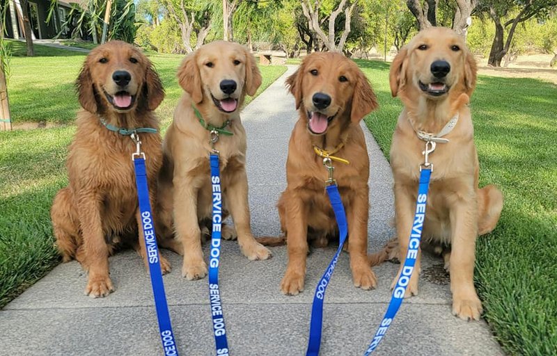 Four golden retriever puppies on leashes sitting happily.