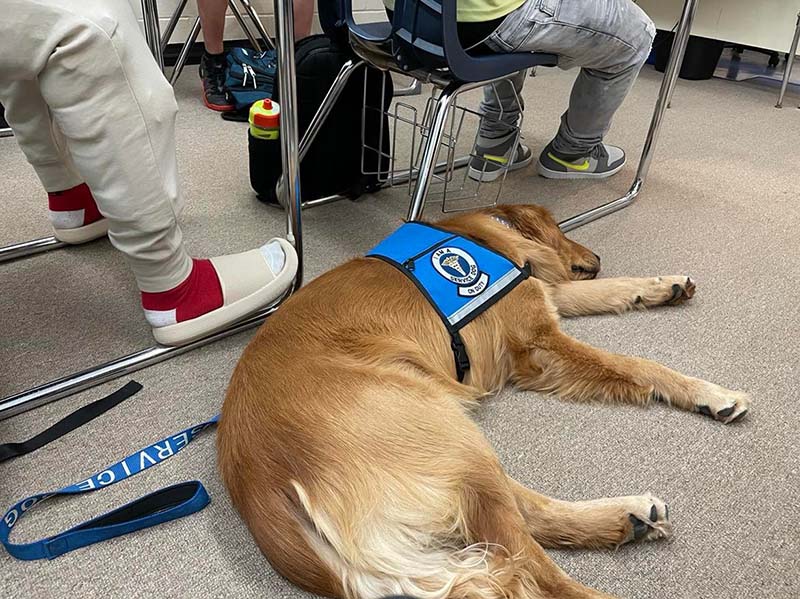 Service dog sleeping under classroom desk.