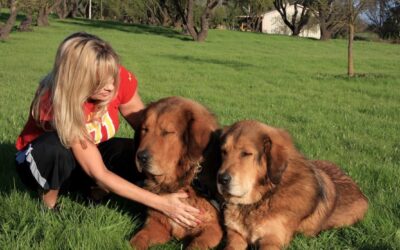 Which Service Dog Trainer Do High Net Worth Individuals And Families Prefer?