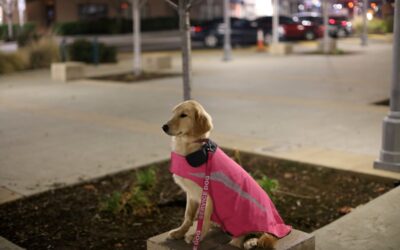 Could a Service Dog Stop My Suicidal Ideation?