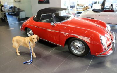 Service Dogs for Anxiety: What’s Not To Like?