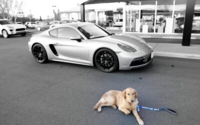 How much does a service dog cost?