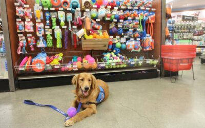 Service Dogs For Sale Florida