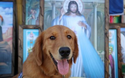 How To Get A Service Dog