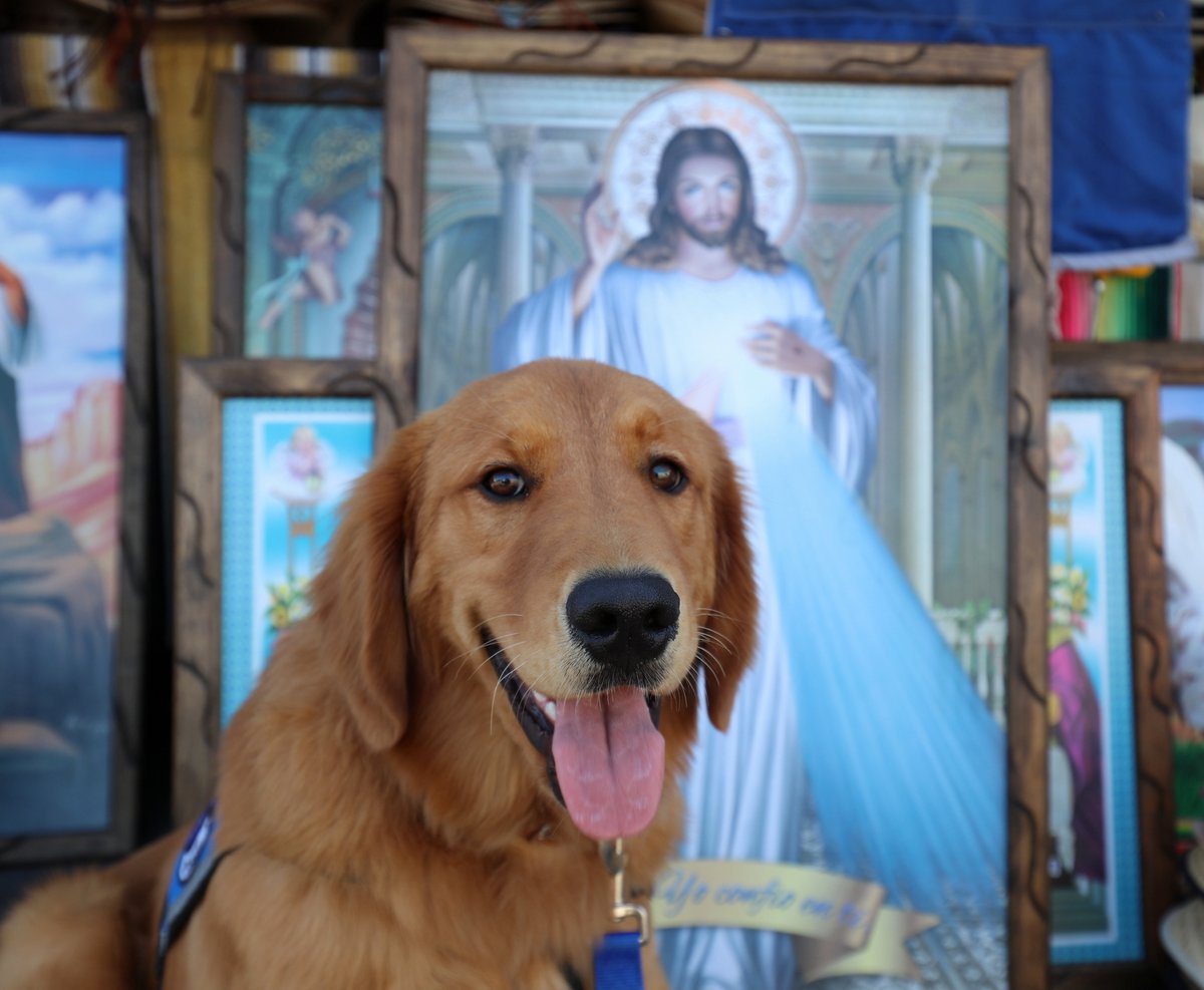 Golden retriever sitting in front of religious paintings.