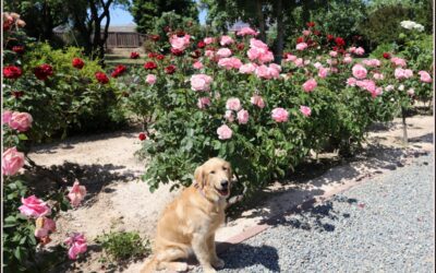 Beyond the Leash: Service Dog Impact Stories