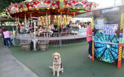 What You Need to Know About Psychiatric Support Dogs