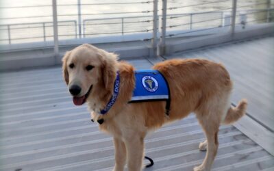 Service Dogs For Sale California