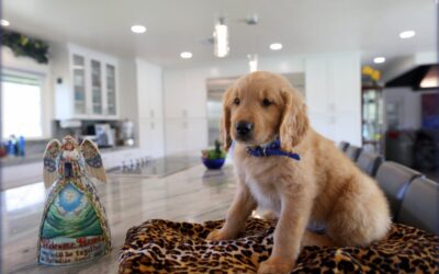 Therapy Dogs For Sale Nationwide