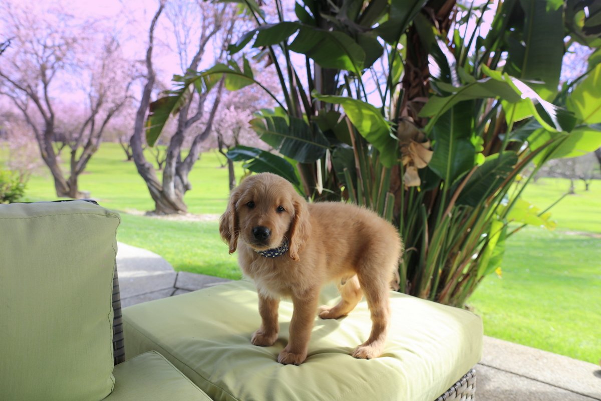 Golden retriever puppy on outdoor cushion.