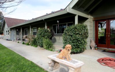 Understanding the Costs of Service Dogs