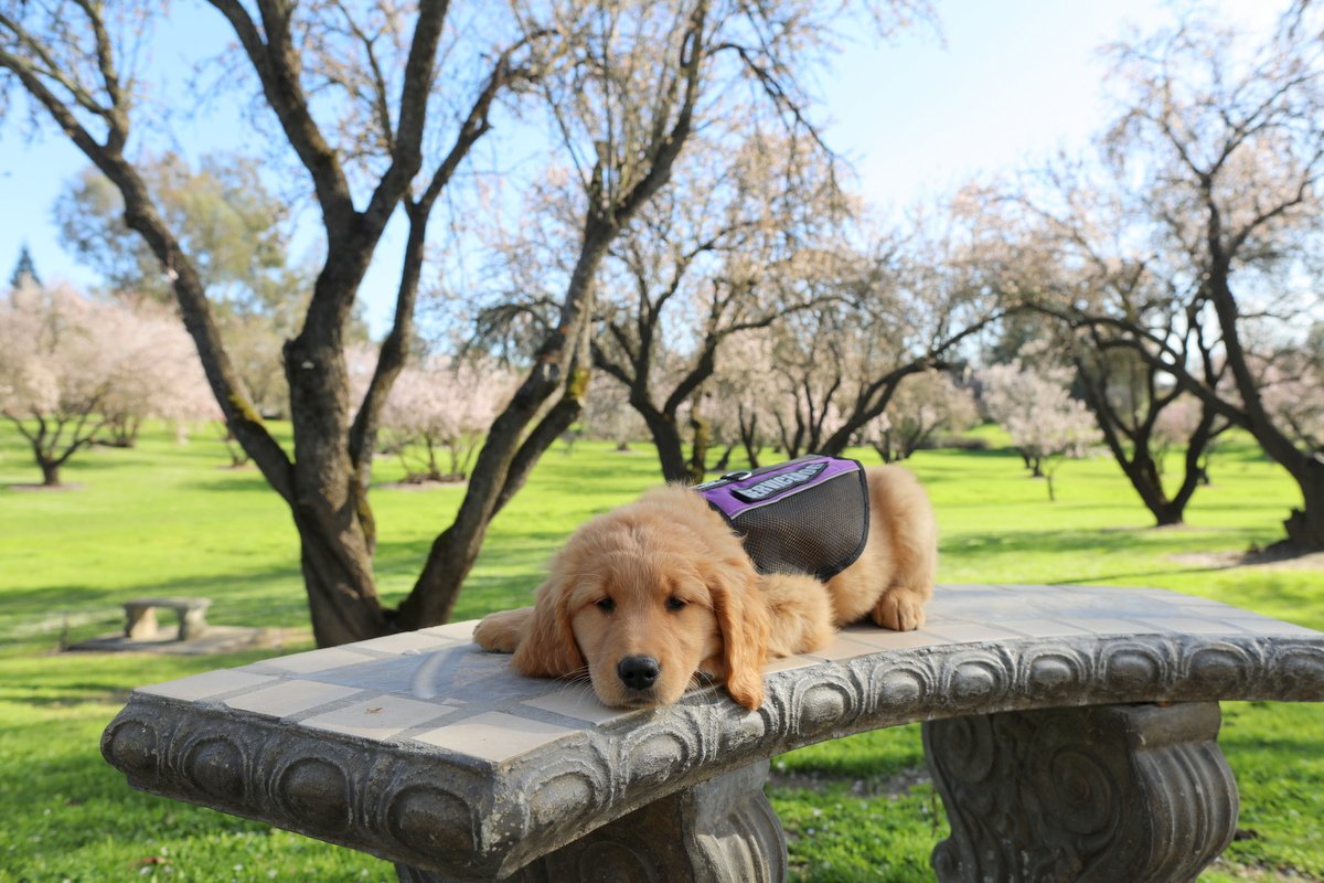 Understanding Service Dog Cost