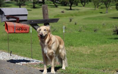 Purchasing or Adopting a Psychiatric Service Dog For Sale