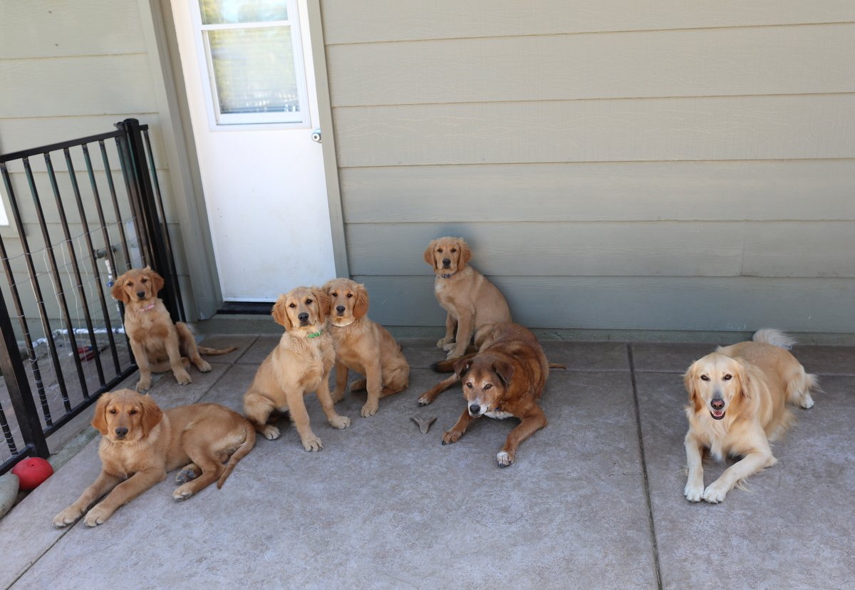 Group of dogs relaxing on a patio.
