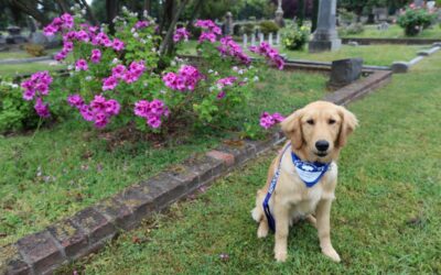 Everything You Need to Know About Service Dogs Near Me